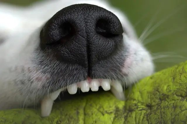 How to Avoid Pet Bite Incidents: A Comprehensive Guide